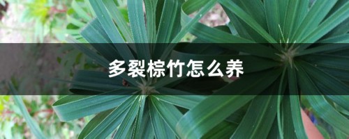 多裂棕竹怎么养