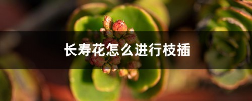 长寿花怎么进行枝插